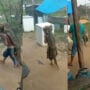 Watch viral: Young boy calmly and fearlessly carrying small crocodile on his back