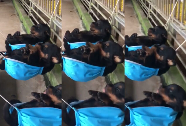 Watch: Rottweiler puppies resting like infants in custom cradles goes viral