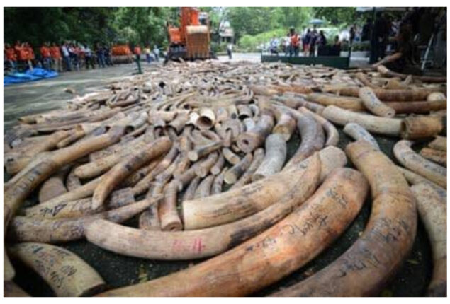 Vietnam seizes seven tonnes of Angolan ivory