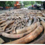 Vietnam seizes seven tonnes of Angolan ivory