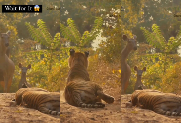 Watch viral: Tiger taking nap stunned internet users