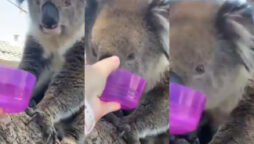 Watch: Passing motorist providing koala with water goes viral