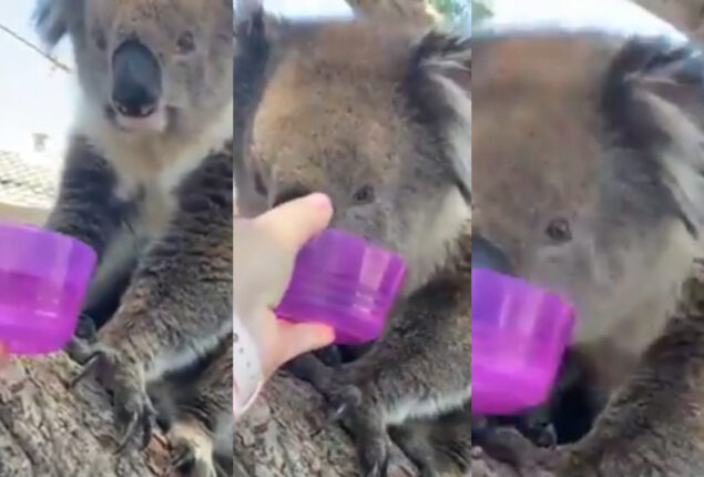 Watch: Passing motorist providing koala with water goes viral