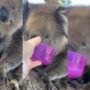 Watch: Passing motorist providing koala with water goes viral