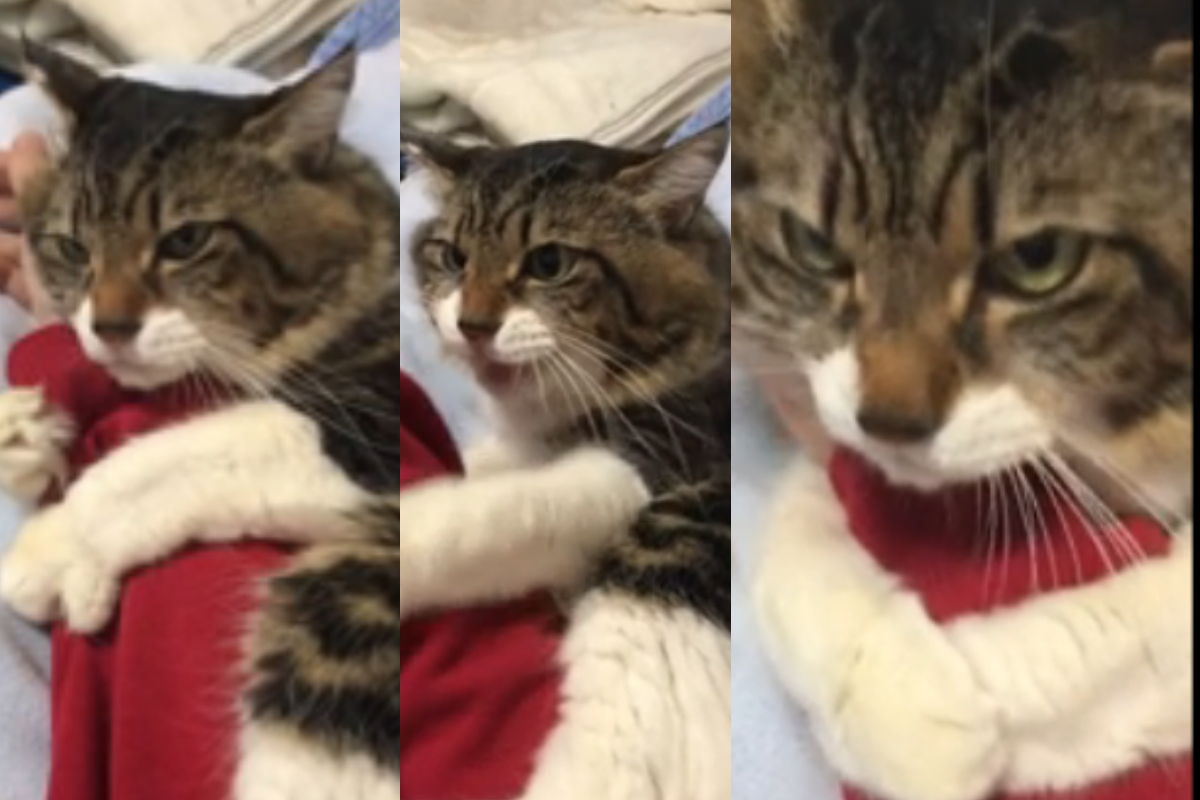 Cat becoming agitated