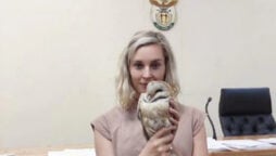 Owl rescued