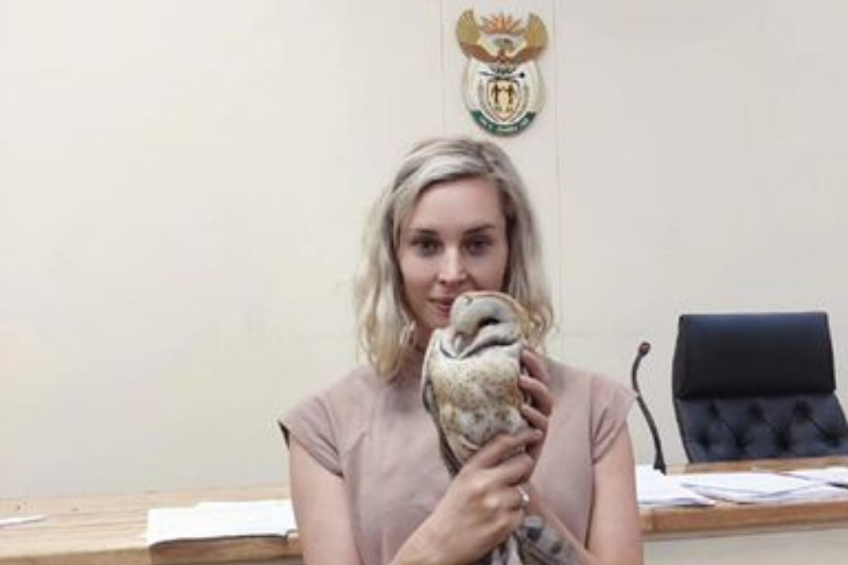 Owl rescued