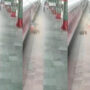 Watch: Policeman succeed to save passenger who fell while attempting to board speeding train