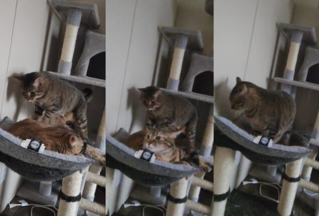 Watch viral: Cat transforms into Sheldon Cooper and knocks kitten from its place