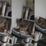 Watch viral: Cat transforms into Sheldon Cooper and knocks kitten from its place