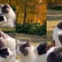 Watch: Cat and rabbit forms sweetest friendship goes viral