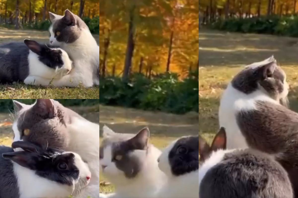 Cat and rabbit friendship