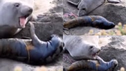 Watch: Touching video of mother seal with its infant going viral