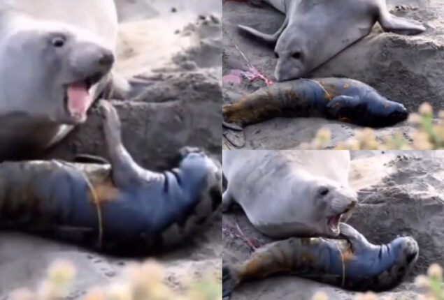 Watch: Touching video of mother seal with its infant going viral