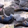 Watch: Touching video of mother seal with its infant going viral