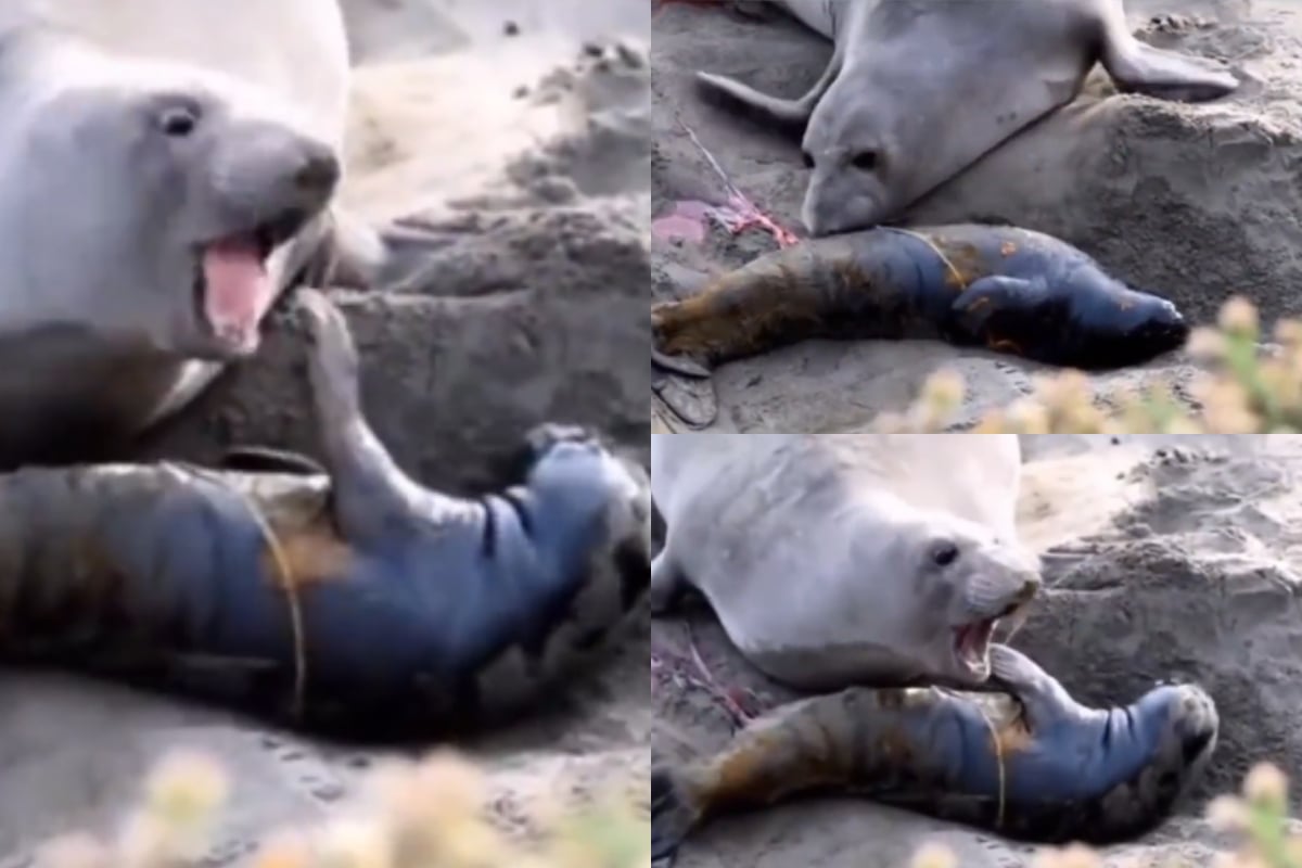Mother seal with its infant