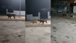 dogs chase Lion