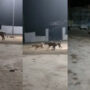 Watch: Lion being chased away by group of dogs goes viral