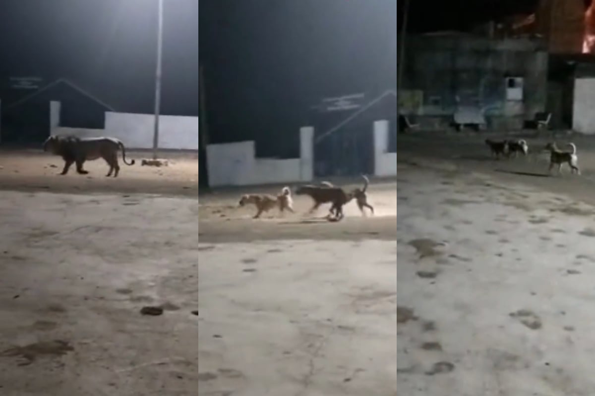 dogs chase Lion