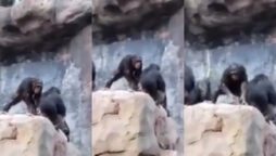 Baby chimpanzee throwing stones