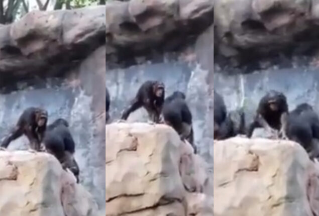Watch: Baby chimpanzee throwing stones at visitors to zoo goes viral