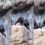 Watch: Baby chimpanzee throwing stones at visitors to zoo goes viral