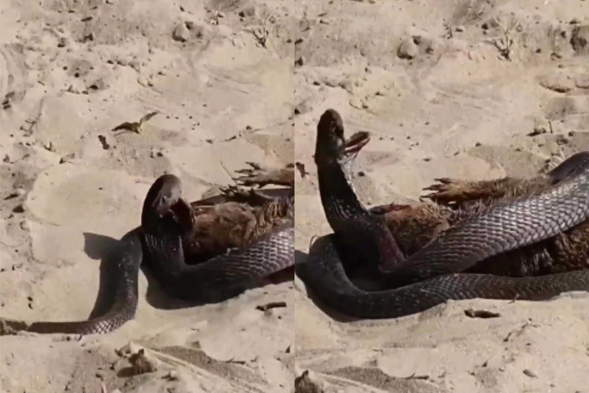 Snake kills Mongoose