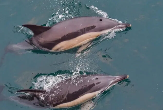 French court imposing fishing bans to preserve dolphins