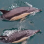 French court imposing fishing bans to preserve dolphins