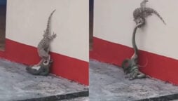 Viral Video: Lizard vs. Snake, who has taken and eaten its baby