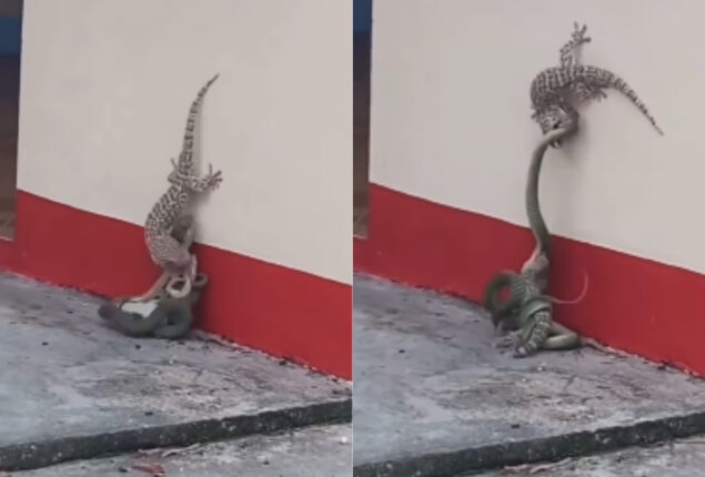 Viral Video: Lizard vs. Snake, who has taken and eaten its baby