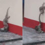 Viral Video: Lizard vs. Snake, who has taken and eaten its baby
