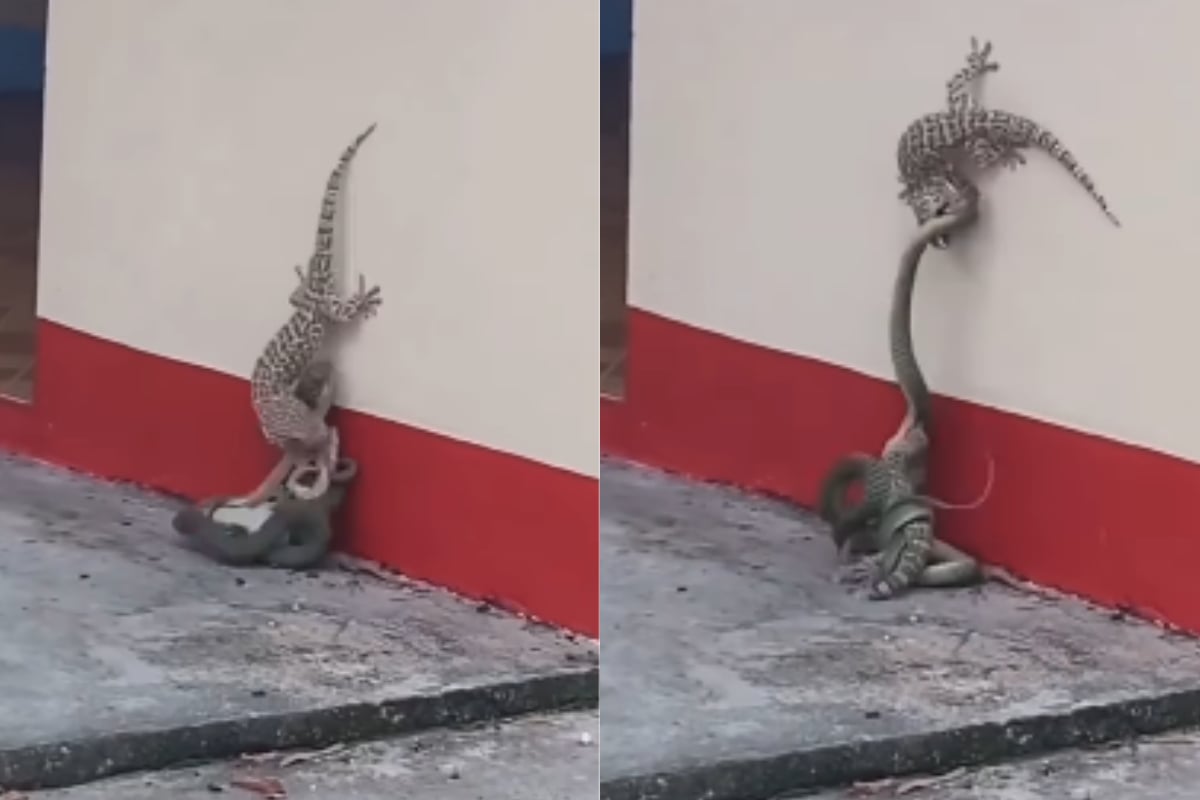 Lizard vs. Snake
