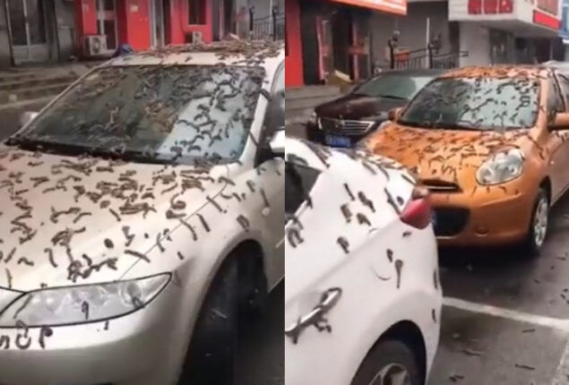 worm rain