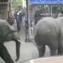 Viral Video: Elephant rampages across a street