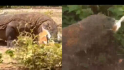 Komodo dragon