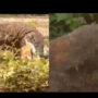 Deer attacked by Komodo dragon, and swallows it alive