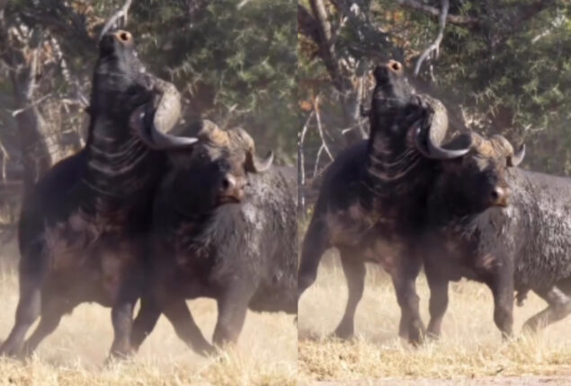 Animal video: Two massive buffalos battle in a deadly duel