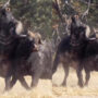 Animal video: Two massive buffalos battle in a deadly duel