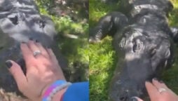 Crocodile calms down when woman pats it on the head