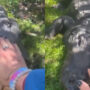 Crocodile calms down when woman pats it on the head