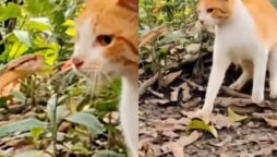 Watch: Snake attacks cat thinking it will be easy prey