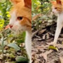 Watch: Snake attacks cat thinking it will be easy prey