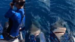 Woman experiences the fright of her life when a shark snaps at her