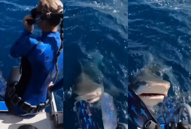 shark