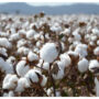 Pakistan faces over 33% decline in cotton arrivals