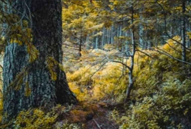 Optical Illusion: Spot the hidden crow in 10 seconds