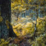 Optical Illusion: Spot the hidden crow in 10 seconds