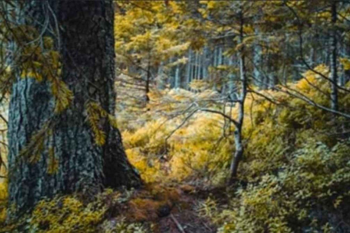 Optical Illusion