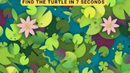 Optical Illusion: You have 7 sec to find turtle hidden in Pond
